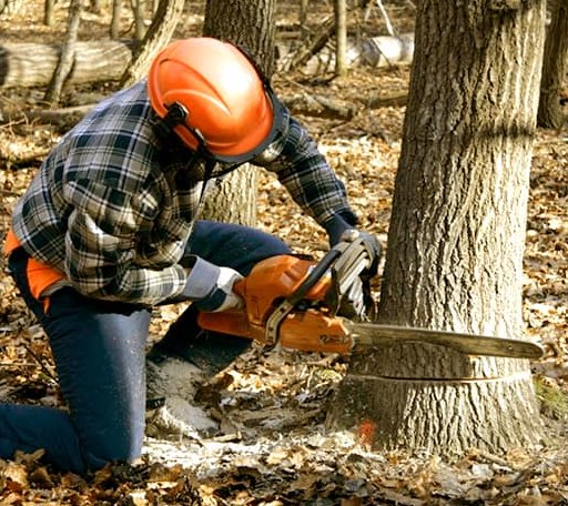 Tree Removal in Danvers, MN